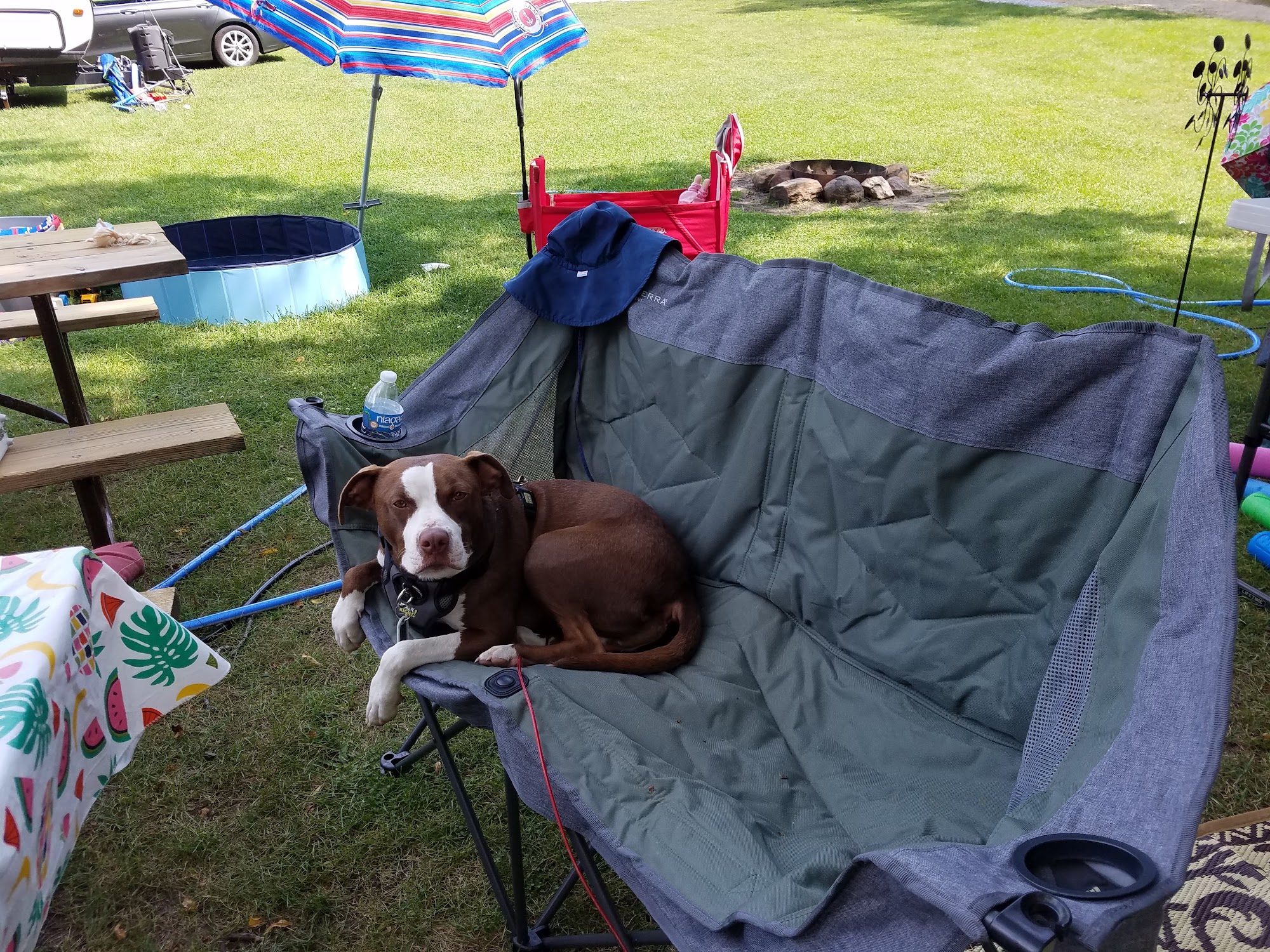 Underdog Pet Rescue of Wisconsin Madison