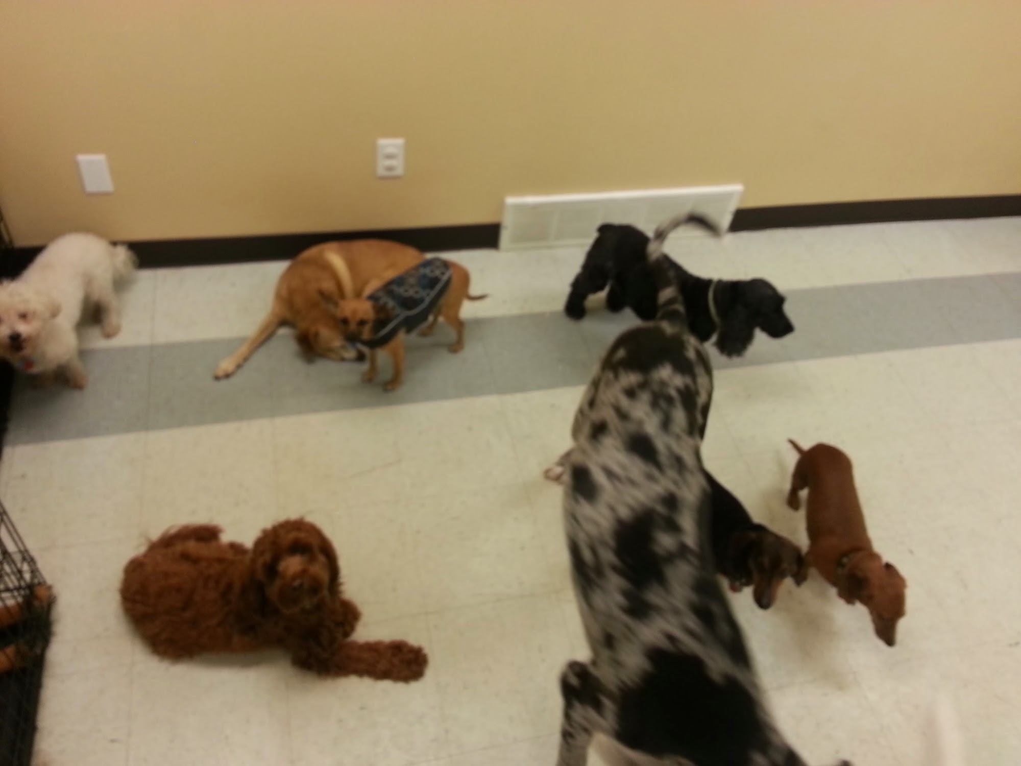 Dog Haus University Madison