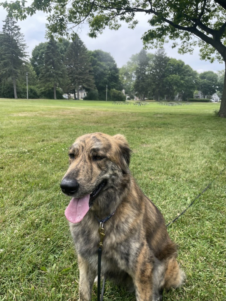 Dog's Best Friend Milwaukee