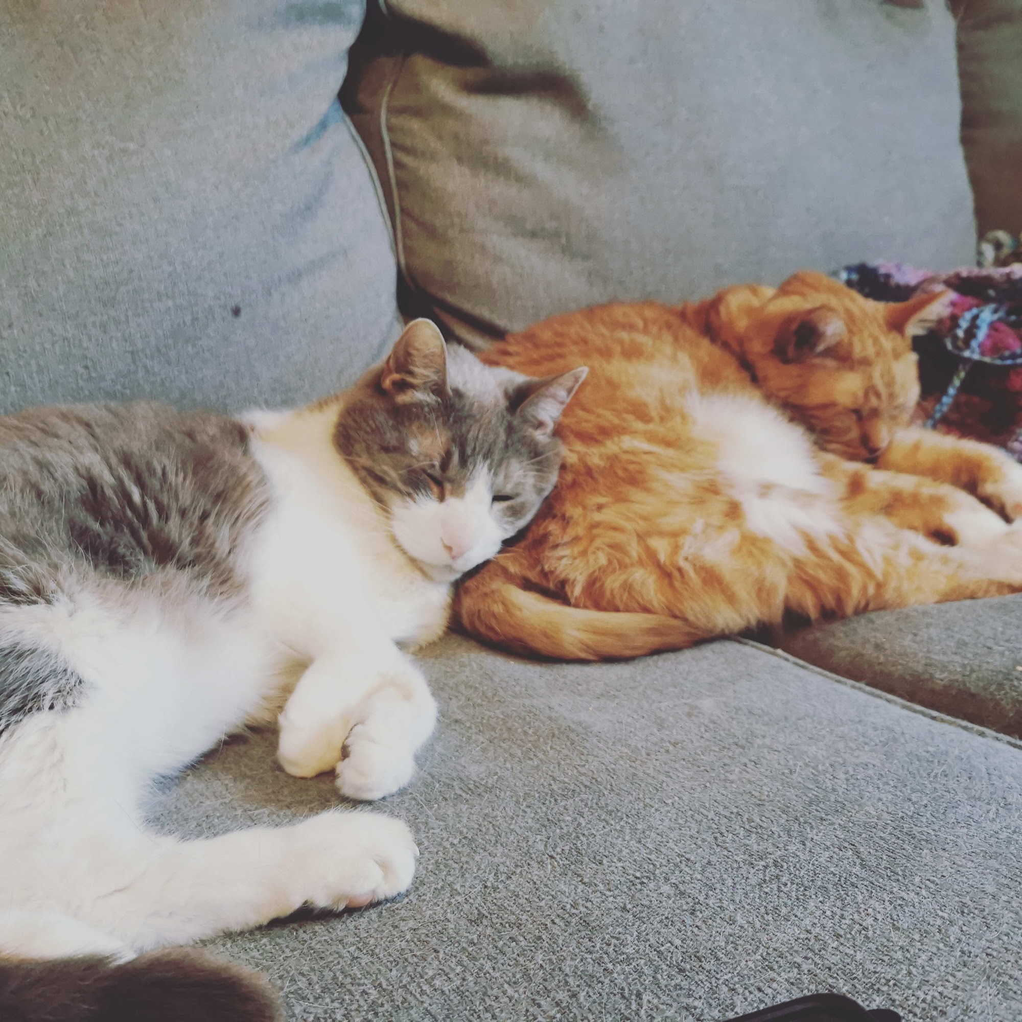 While You Were Out Pet Sitting Services Milwaukee