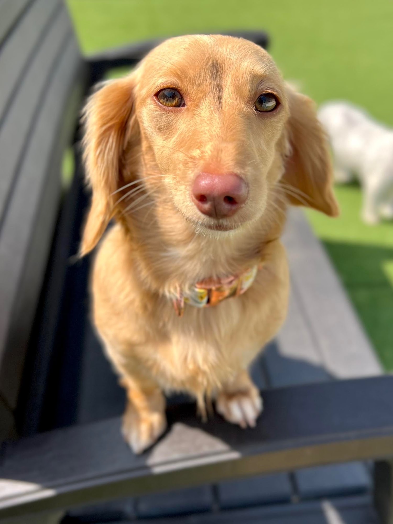 The Pet Spoiler LLC Milwaukee
