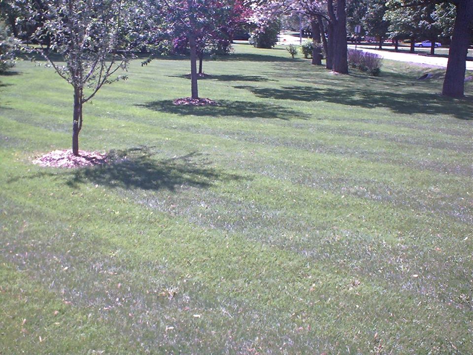 PoseyLawn