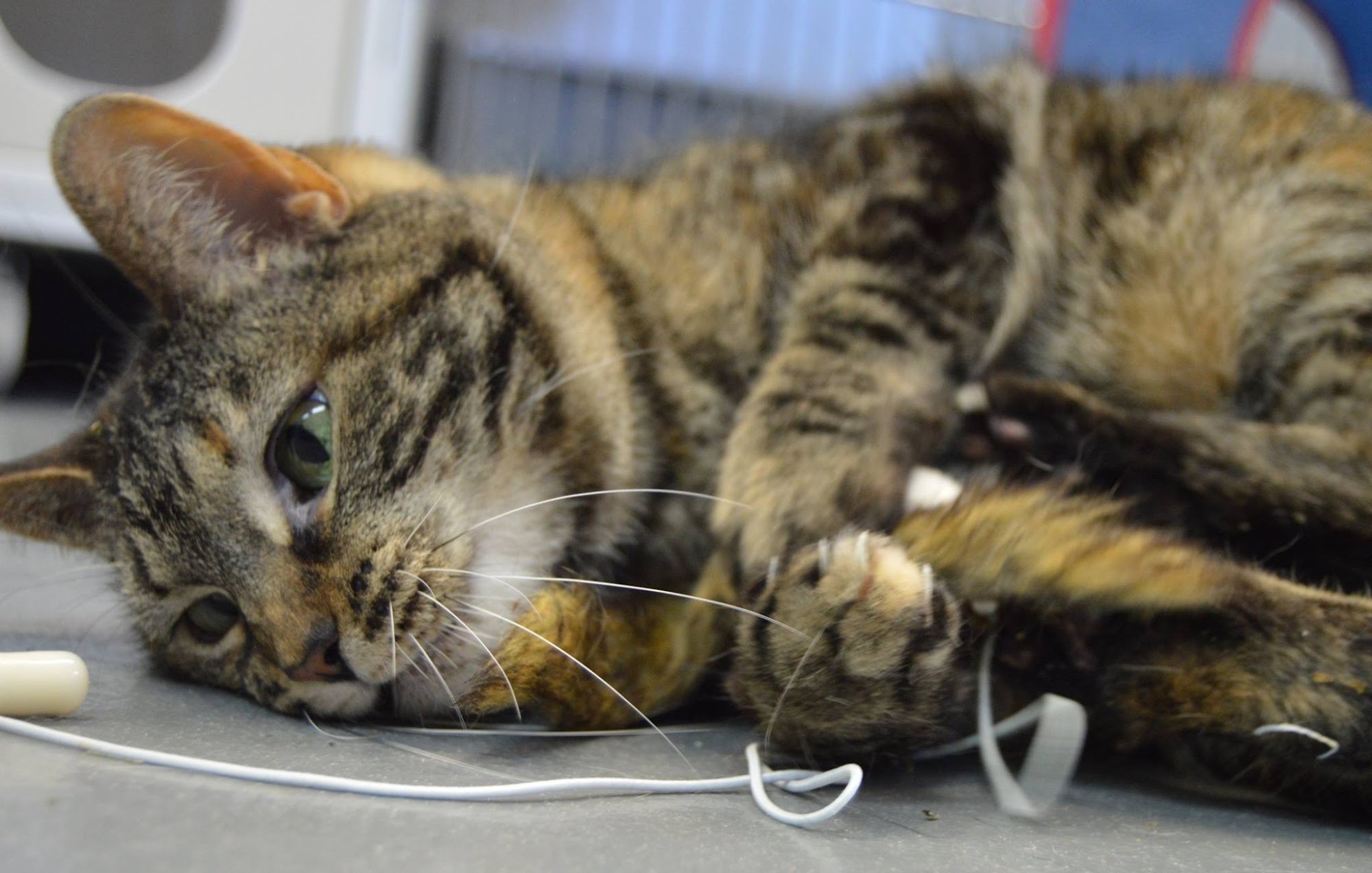 Neenah Animal Shelter Neenah