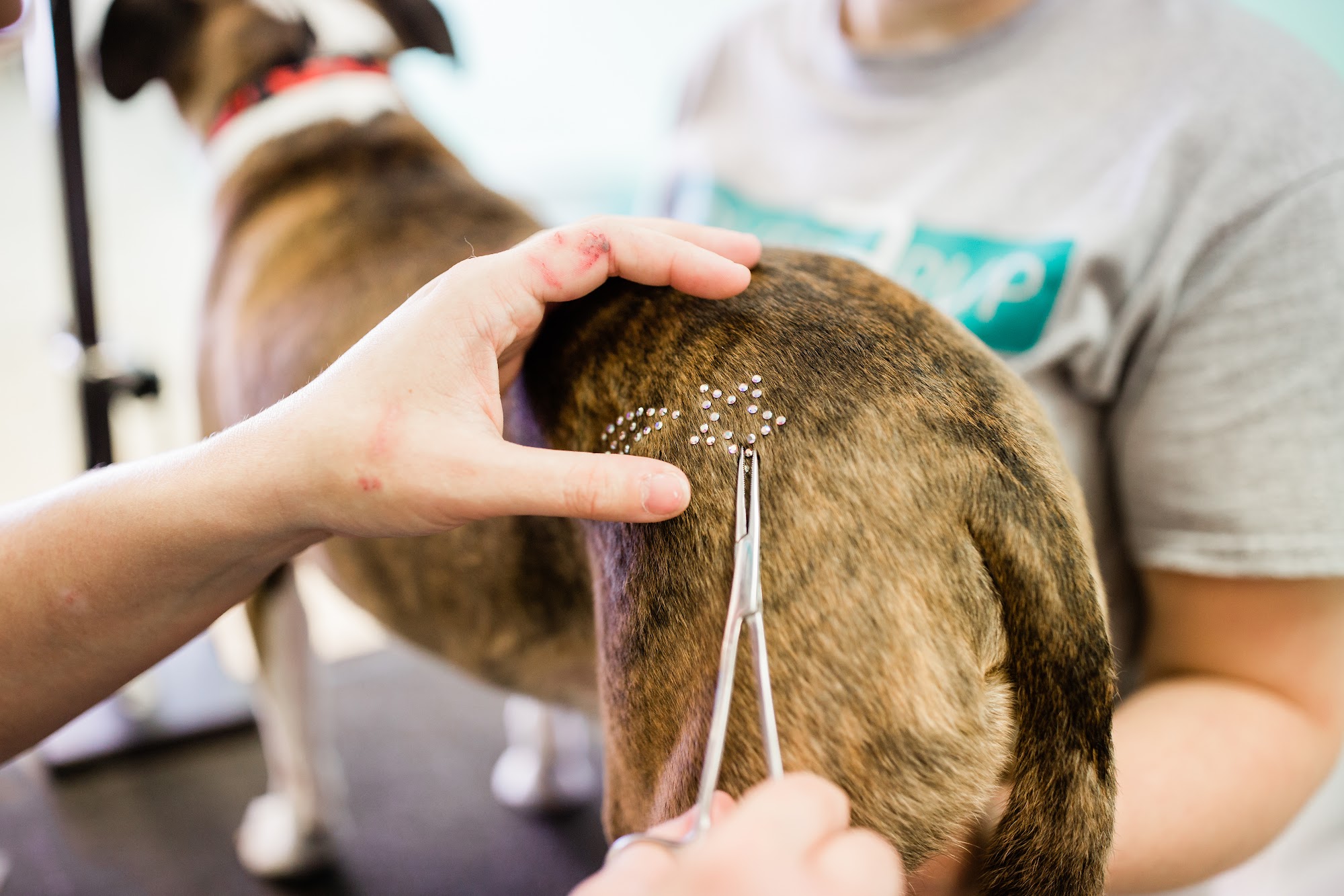 Clover Pup Salon Racine