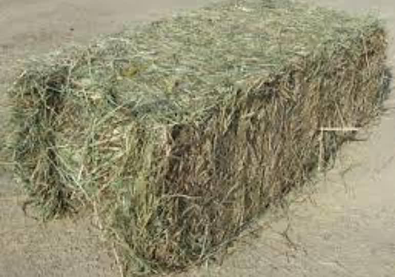 Tina's K-9 Rescue Sparta