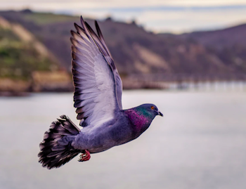 Photo credit: 