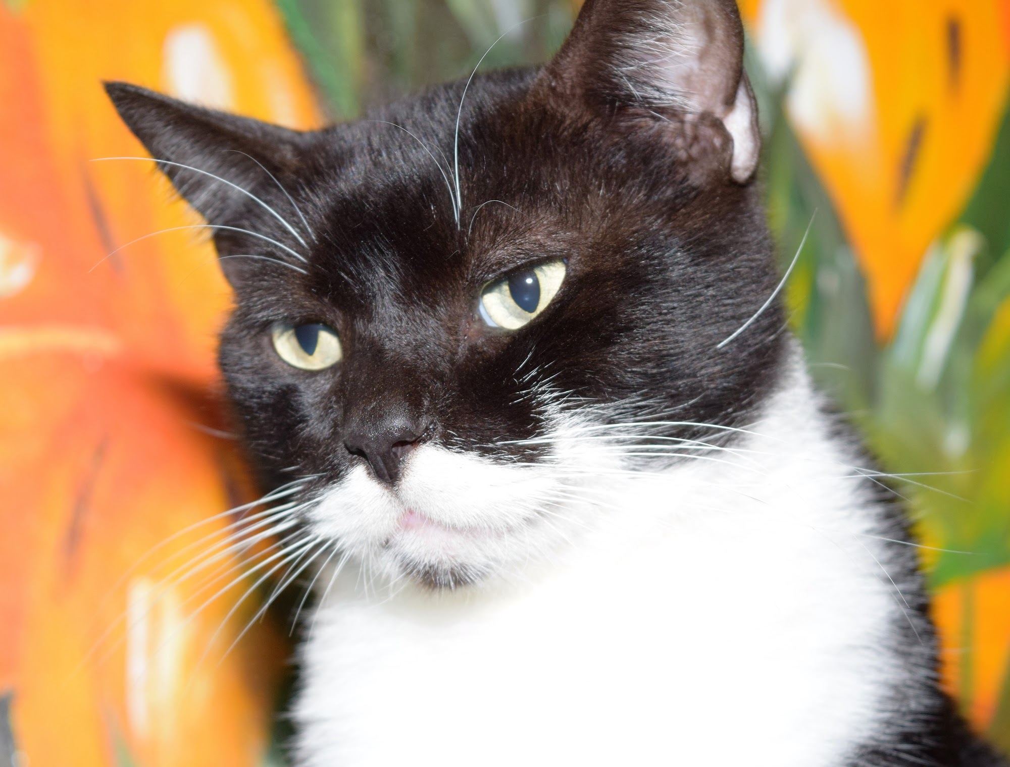 Chasing Daylight Animal Shelter Tomah