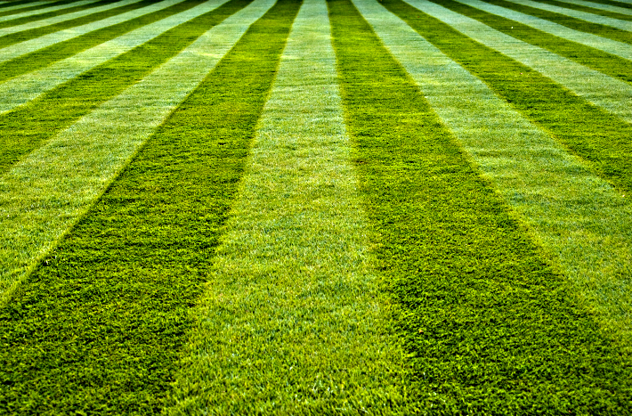 WILSON LAWN PRO