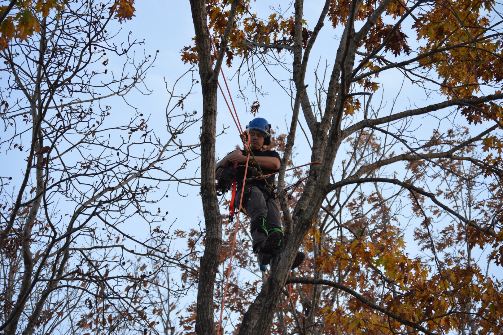 Crusader Tree Service, LLC